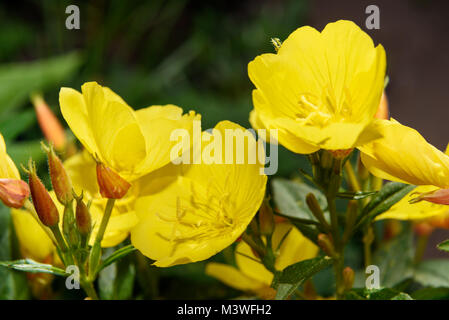 Schönen Gelb Oenothera Blumen. Nachtkerzenöl Stockfoto