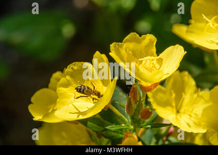 Schönen Gelb Oenothera Blumen. Nachtkerzenöl Stockfoto