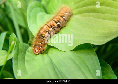 Haarig braune grosse Caterpillar Eiche egga, Lasiocampa Quercus auf grünes Blatt in der Natur Stockfoto