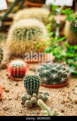 Nahaufnahme des Ferocactus Wislizeni im Botanischen Garten. Stockfoto