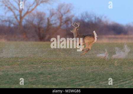 Ein männlicher White tailed deer läuft über ein Feld entlang einer Straße zurück in Oklahoma 2018 Stockfoto