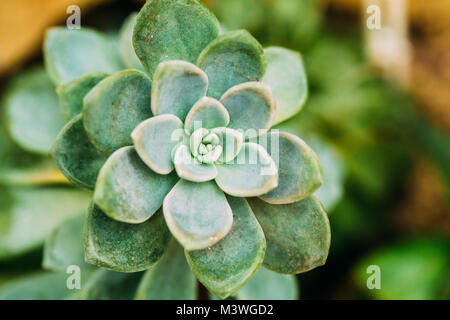 Nahaufnahme des Graptopetalum Paraguayense im Botanischen Garten. Stockfoto