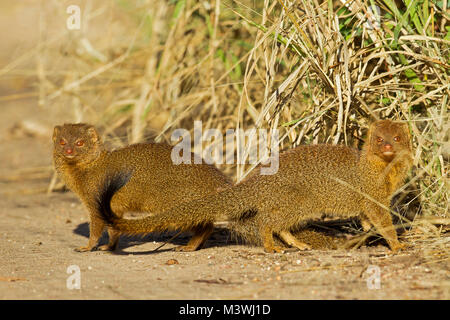 Schlanke mongoose koppeln. Stockfoto