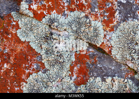 Roten und grauen Flechten auf Felsen, Cederberg Mountains, Südafrika Stockfoto
