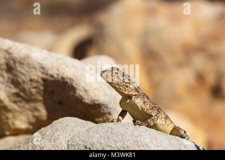 Boden, Agama agama aculeata, Cederberg Mountains, Western Cape, Südafrika Stockfoto