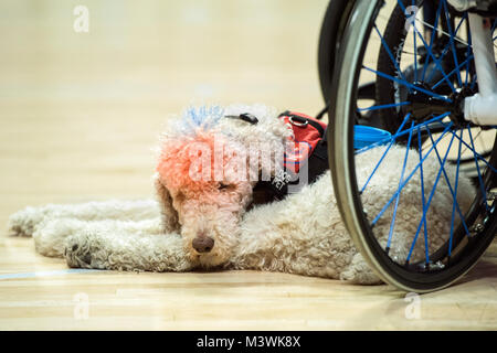 Ein service Hund namens Freiheit ruht, während seine Handler spielt volleybll sitzen in der vereinigten Mitte in Chicago für die Abteilung 2017 der Verteidigung Krieger spiele Juli 7, 2017. Der DoD-Krieger Spiele sind eine jährliche Veranstaltung, die Verwundeten, Kranken und Verletzten service Mitglieder und Veteranen im Paralympischen zu konkurrieren - style Sport einschließlich Bogenschießen, Radfahren, Feld, Schießen, Sitzen, Volleyball, Schwimmen 170707-D-BB 215-0987 von DoD News Fotos Stockfoto