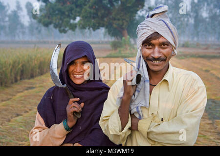 Indien. in der Nähe von Lucknow. Landschaft in der Nähe von Rae Bareli. Familie der Ernte von Reis. Paar mit sicheln stehen im Feld, Portrait. Stockfoto