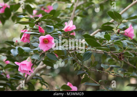 Camellia Williamsii' X-Bow Bells' Blüte im Februar Stockfoto