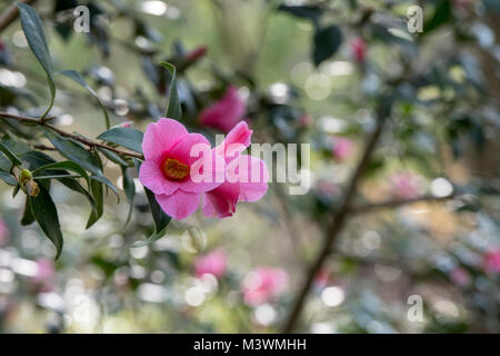 Camellia Williamsii' X-Bow Bells' Blüte im Februar Stockfoto