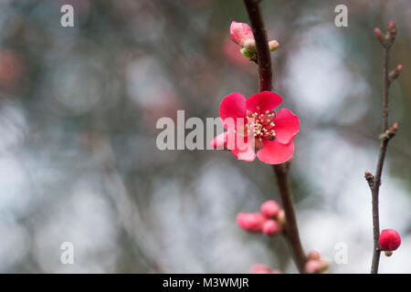 Chaenomeles speciosa. Japanische Quitte Blume vor einem dunklen Hintergrund. Großbritannien Stockfoto