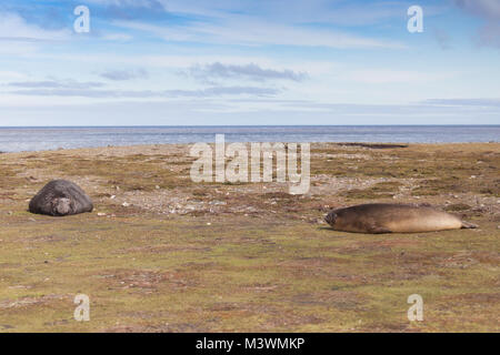 Männchen (Bullen) und weiblichen Elefanten Dichtung an Land in der Falklandinseln Stockfoto