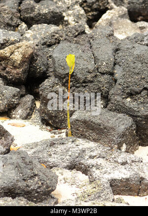 Grüne Triebe einer Mangrove (Rhizophora Arten) erscheinen in schwarzem Lavagestein, wo ein propagule an Land auf den Strand gespült hat. Playa Ochoa, San Cristoba Stockfoto