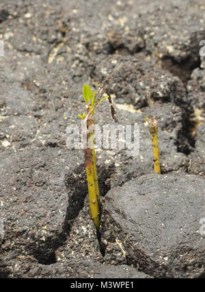 Grüne Triebe einer Mangrove (Rhizophora Arten) erscheinen in schwarzem Lavagestein, wo ein propagule an Land auf den Strand gespült hat. Playa Ochoa, San Cristoba Stockfoto