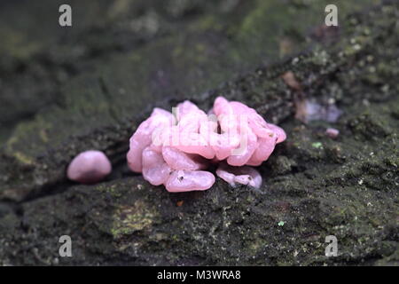 Lila, Ascocoryne sarcoides jellydisc Stockfoto