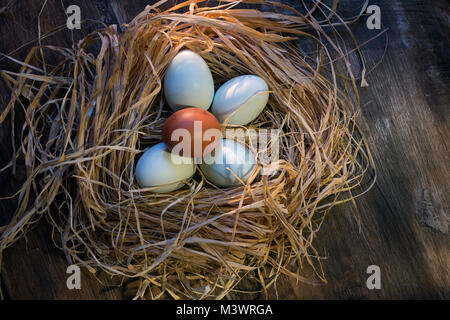 Blaue und braune Eier Stockfoto