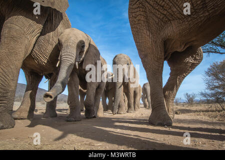 Eine Froschperspektive eines Elefanten Herde nähert sich entlang einer sandigen Weg in Samburu National Reserve, Kenia Stockfoto