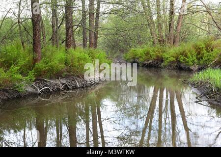 Weiße Narrowleaf Mädesüß Spirea Alba eingeführt invasive gebietsfremde Arten Stockfoto