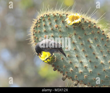 Eine weibliche Cactus Finch (Geospiza scandens) Fütterung auf eine Opuntia oder Feigenkaktus (Opuntia megasperma) Blüte. Puerto Ayora, Santa Cruz, Galapagos, Ecua Stockfoto