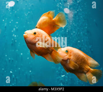 Goldenen Fisch schwimmen im blauen Wasser Stockfoto