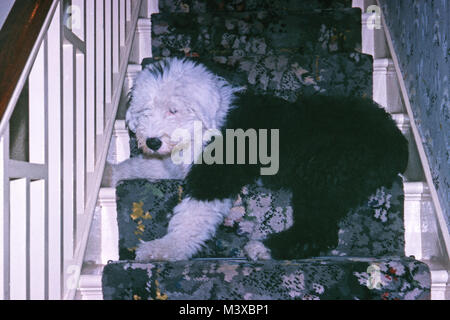 Old English Sheepdog Welpen auf Treppe Stockfoto