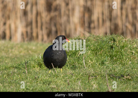 Moorhen (Gallinula chloropus) in der Wintersonne, Großbritannien Stockfoto