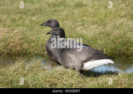 Paar Ringelgänse (Branta bernicla) auf Grünland (Salt Marsh) an farlington Sümpfe Naturschutzgebiet in Hampshire, Großbritannien Stockfoto