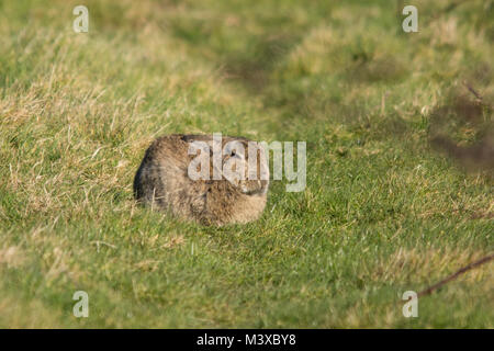 Kaninchen (Oryctolagus cuniculus) auf dem Grasland, Großbritannien, an einem sonnigen Wintertag Stockfoto