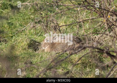 Kaninchen (Oryctolagus cuniculus) auf dem Grasland, Großbritannien, an einem sonnigen Wintertag Stockfoto