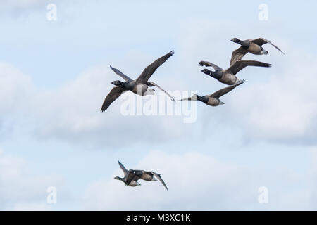 Ringelgänse (Branta bernicla) über farlington Sümpfe Naturschutzgebiet in Hampshire, Großbritannien fliegen Stockfoto