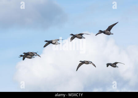 Ringelgänse (Branta bernicla) über farlington Sümpfe Naturschutzgebiet in Hampshire, Großbritannien fliegen Stockfoto