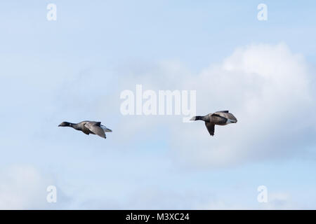 Zwei brent-Gänse (Branta bernicla) fliegen, Großbritannien Stockfoto