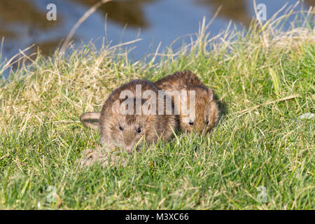 Zwei braune Ratten (Rattus norvegicus) füttern an einem sonnigen Wintertag auf Gras, Großbritannien. Wildtiere, Säugetiere. Stockfoto