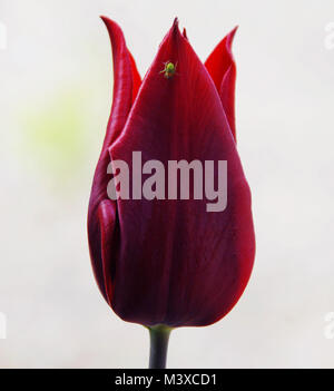 Tulipa dauerhafte Liebe eine elegante lily-blühenden Tief rote Tulpe mit dunkleren Tönen, hier mit einem Green Spider Stockfoto