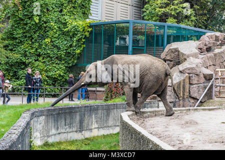 Afrikanischer Elefant essen das Gras in seiner Voliere in Tierpark Berlin (Zoo im Osten von Berlin), Deutschland Stockfoto