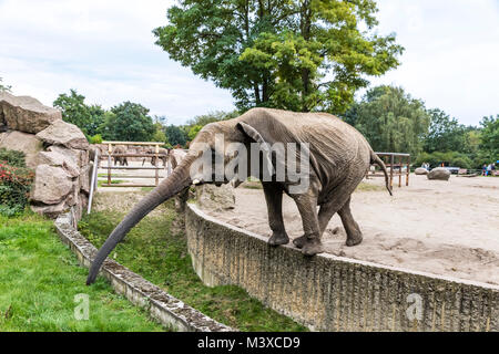 Afrikanischer Elefant essen das Gras in seiner Voliere in Tierpark Berlin (Zoo im Osten von Berlin), Deutschland Stockfoto
