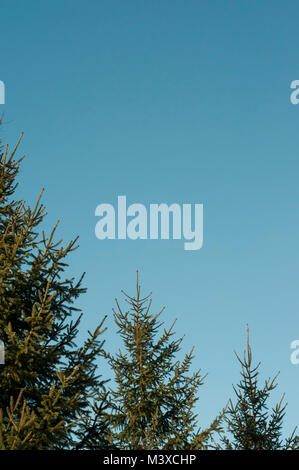 Pine Tree Tops vor blauem Himmel Stockfoto