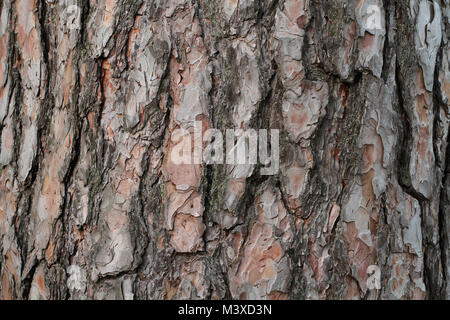 Rinde der alten Kiefern. Nahaufnahme. Makro. Stockfoto