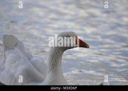 Weiße Gans schwimmen Stockfoto