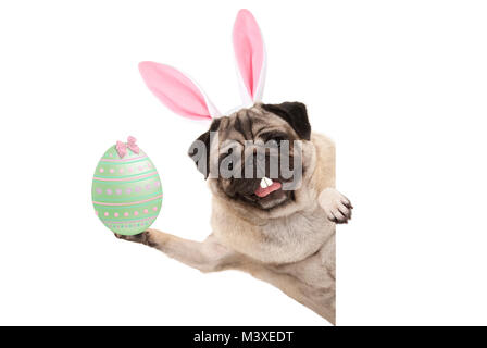 Frohe Ostern bunny Mops Hund mit Bunny Zähne und pastellgrün Osterei, auf weißem Hintergrund Stockfoto