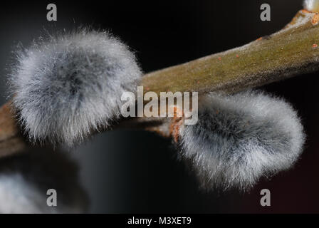 Frisch aus dem Garten Strauch palm Kätzchen und Natur im Frühling Stockfoto