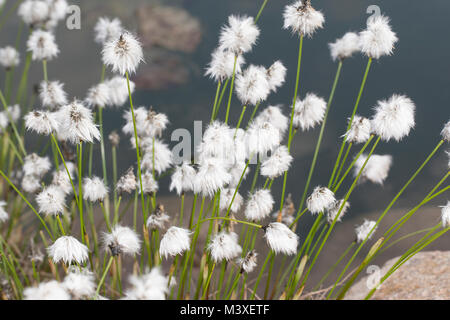 Scheiden-Wollgras, Scheidenwollgras, Moor-Wollgras, Scheidiges Wollgras, Eriophorum vaginatum Schneiden-Wollgras,, Hare-tail Wollgras, tussock Co Stockfoto