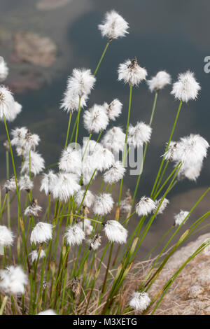 Scheiden-Wollgras, Scheidenwollgras, Moor-Wollgras, Scheidiges Wollgras, Eriophorum vaginatum Schneiden-Wollgras,, Hare-tail Wollgras, tussock Co Stockfoto