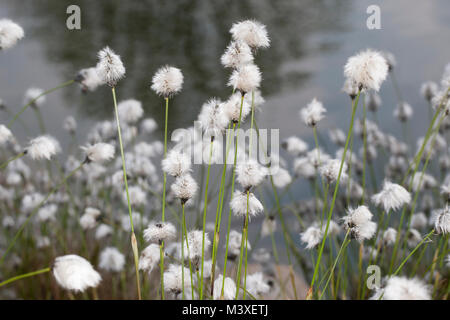 Scheiden-Wollgras, Scheidenwollgras, Moor-Wollgras, Scheidiges Wollgras, Eriophorum vaginatum Schneiden-Wollgras,, Hare-tail Wollgras, tussock Co Stockfoto