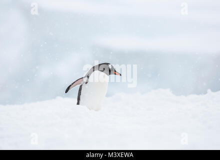 Ein Foto von einer einsamen Pinguin gegen einen schneebedeckten Kulisse im Neko Harbour, Antarktis. Stockfoto