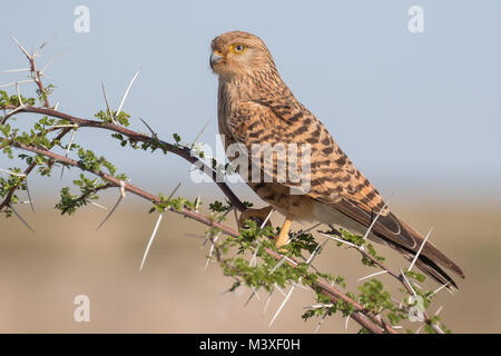 Mehr oder White-eyed Kestrel auf einer Akazie im Etosha National Park, Namibia sitzen Stockfoto