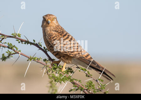 Kopf - auf Schuß mehr oder White-eyed Kestrel sitzen auf einer Akazie im Etosha National Park, Namibia Stockfoto