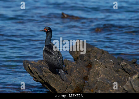 Rock Shag (Phalacrocorax Magellanicus) an der Küste des Schlachtkörpers Insel auf den Falklandinseln Stockfoto