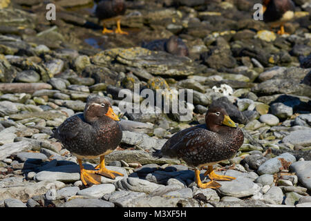 Paar Falkland Dampfgarer Enten (Tachyeres Brachypterus) auf einem felsigen Strand auf der Karkasse Insel in der Falkland Inseln. Stockfoto