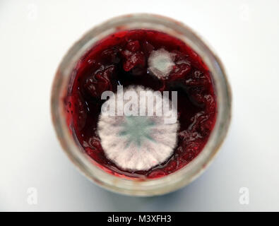 Schimmel auf Obst im Glas Stockfoto