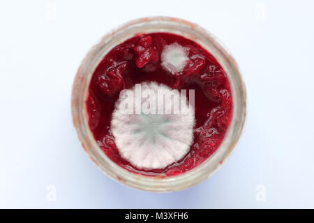 Schimmel auf Obst im Glas Stockfoto